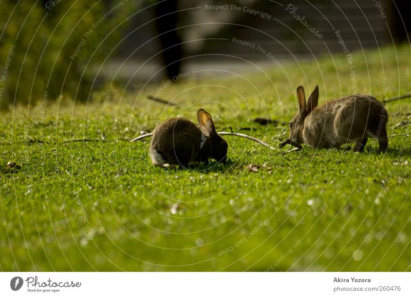 Joint lawn care Nature Spring Summer Grass Meadow Animal Pet Wild animal Hare & Rabbit & Bunny 2 Touch To feed Sit Natural Brown Gray Green Black Together
