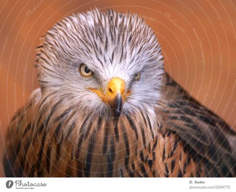 Skilful hunter Animal Wild animal Bird Animal face Wing Red kite 1 Group of animals Blur Breathe Catch Flying To feed Feeding Hunting Fight Looking Sit Esthetic