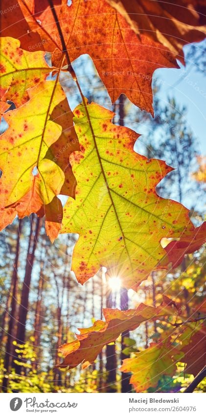 Autumn leaves against the sun. Sun Nature Plant Beautiful weather Tree Leaf Foliage plant Park Forest Old Bright Natural Yellow Senior citizen Colour Serene