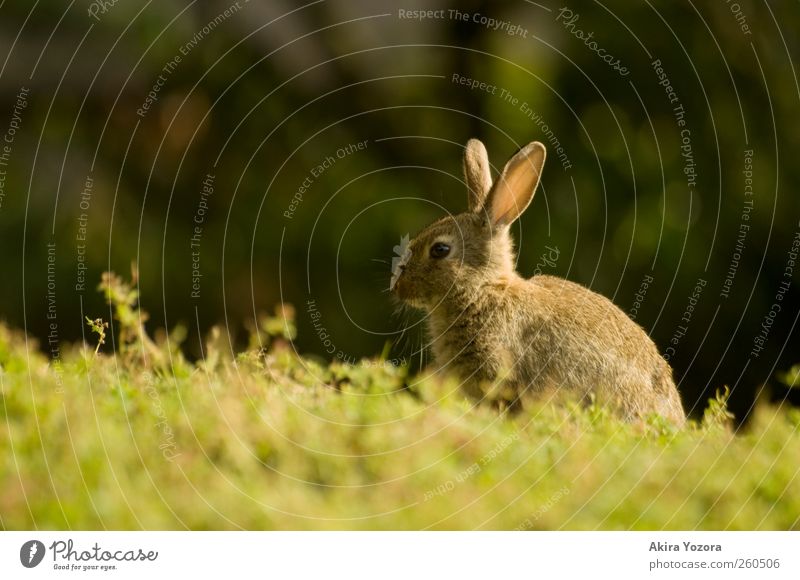 With sun in your back Nature Spring Summer Grass Meadow Animal Pet Wild animal Hare & Rabbit & Bunny 1 Sit Wait Brown Green Black Relaxation Colour photo