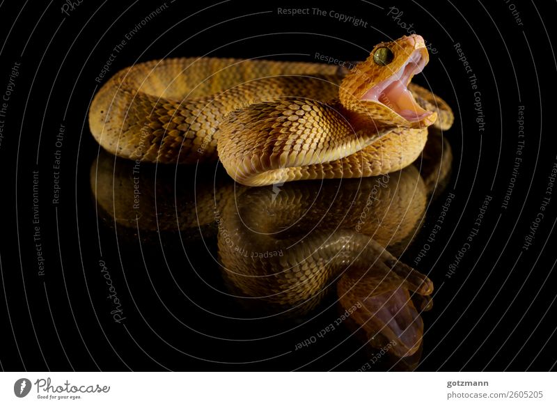bush viper Animal Pet Wild animal Snake Scales Zoo 1 Movement Eating Catch To feed Romp Aggression Old Fantastic Gigantic Infinity Beautiful Athletic Strong