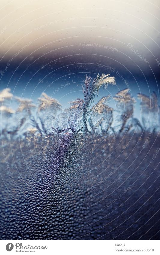 flowers Drops of water Winter Climate change Ice Frost Cold Blue Frostwork Frozen Window pane Colour photo Exterior shot Close-up Detail