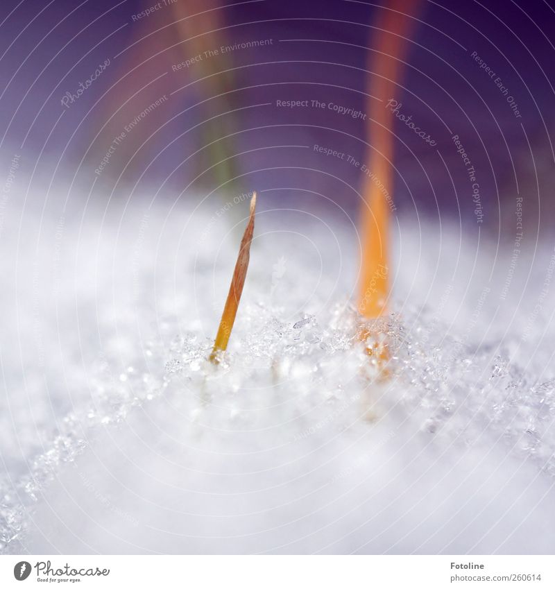 snowed in Environment Nature Plant Elements Winter Ice Frost Snow Grass Bright Wet Natural White Snowflake Snow crystal Blade of grass Colour photo