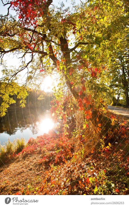 Autumn at the canal Branch Tree Relaxation Vacation & Travel Garden Grass Autumn leaves Sky Heaven Deserted Nature Plant Calm Tree trunk Bushes Copy Space