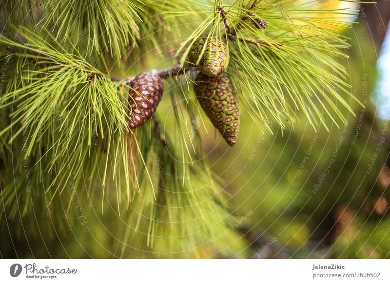 Close-up view at the green pine with young cones Beautiful Summer Winter Decoration Environment Nature Plant Autumn Tree Park Forest Bright Natural Green Colour