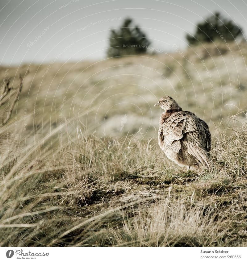 Islanders Spiekeroog Nature Park Hill Wild animal Hunting Pheasant Bird Bushes Free-roaming Free-living Exterior shot