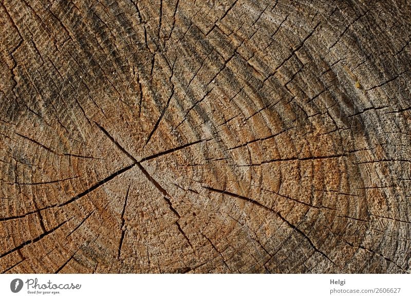 Cut surface of a tree trunk with annual rings and cracks Environment Nature Plant Tree trunk Annual ring Forest wood Old To dry up Authentic Uniqueness natural
