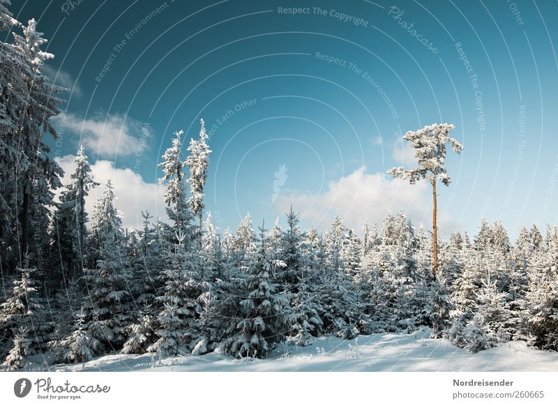 sperm donor Trip Winter Snow Winter vacation Nature Landscape Plant Climate Beautiful weather Ice Frost Forest Relaxation Cold Blue White Coniferous forest Pine