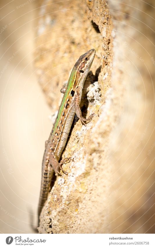 Lizard climbs up a wall Sand Animal Wild animal Lizards 1 Crawl Walking Colour photo Exterior shot Copy Space left Copy Space right Day Deep depth of field