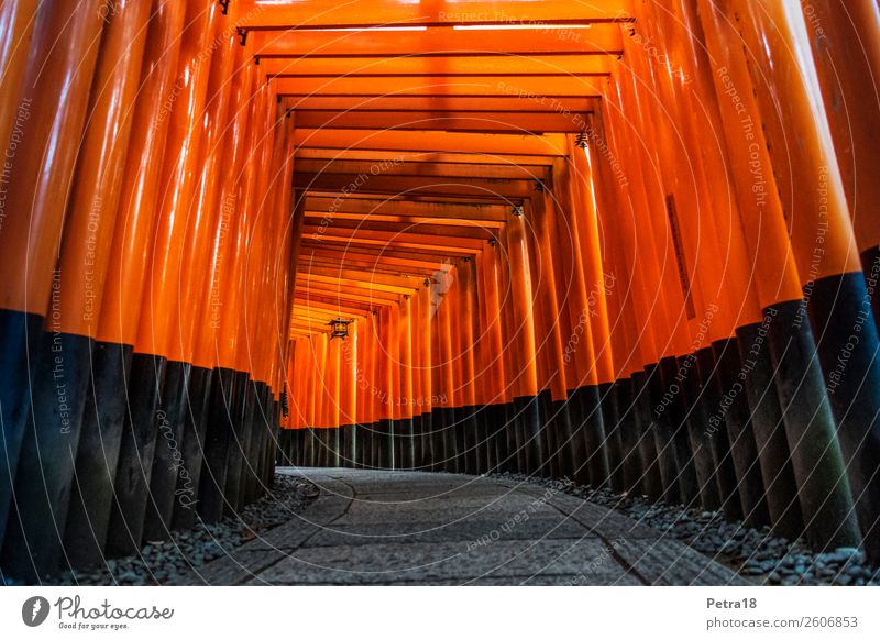 Fushimi-Inari Shrine Kyoto Vacation & Travel Tourism Trip Far-off places City trip Japan Asia Tourist Attraction Landmark Monument Wood Authentic Famousness