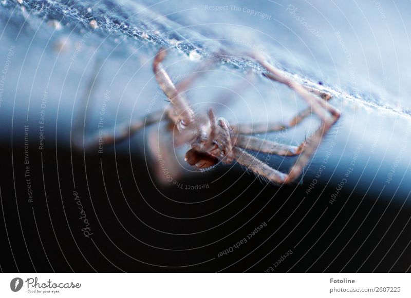 The hunter's death Animal Wild animal Spider 1 Small Near Natural Blue Brown Black Spider's web Spider legs Death Colour photo Subdued colour Exterior shot