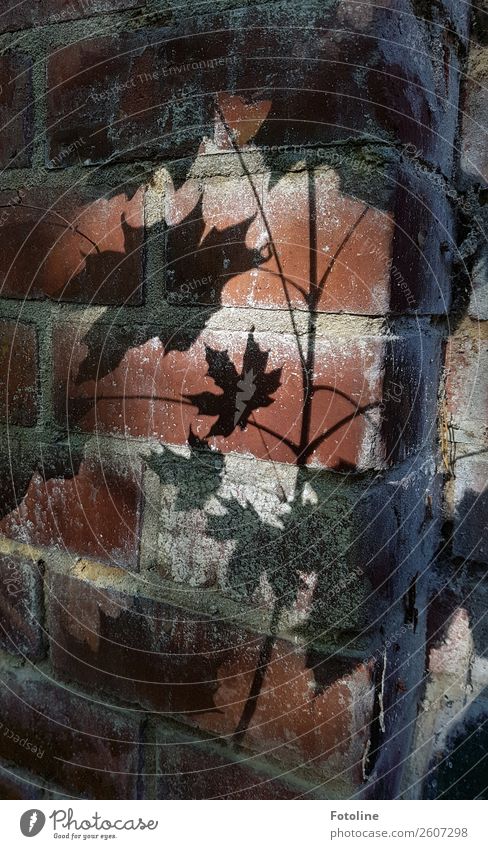 autumn shadow Autumn Leaf Brown Gray Black Wall (building) Maple tree Maple leaf Wall (barrier) Wall plant Building stone Colour photo Subdued colour