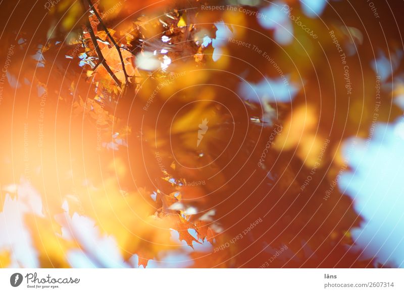 ray of hope Environment Nature Autumn Leaf Wild plant Park Forest Change Leaf canopy Superimposed Colour photo Exterior shot Deserted Day Light Shadow Contrast