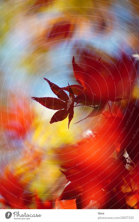 in the stream of time Environment Nature Autumn Beautiful weather Plant Tree Japan maple tree Change Leaf canopy Colour photo Exterior shot Experimental