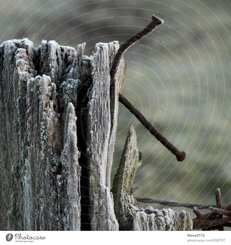 warped Wood Metal Rust Old Threat Dark Broken Point Thorny Gray Barbed wire Barbed wire fence Fence post Nail Barrier Warped Bend Colour photo Exterior shot