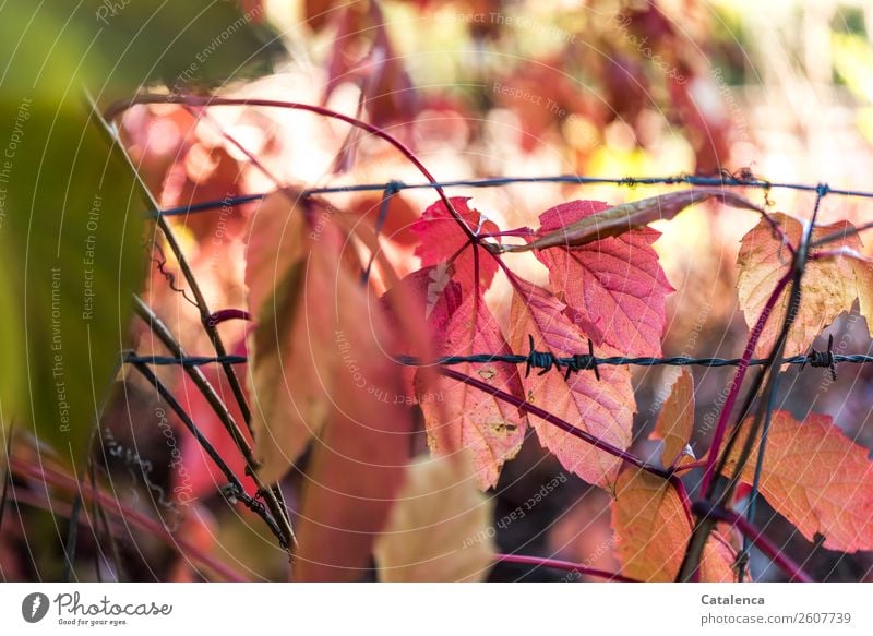 Barbed wire and tendrils of wild wine Nature Plant Autumn Leaf Virginia Creeper Wild vine Garden Steel To fall Illuminate To dry up Point Green Orange Pink