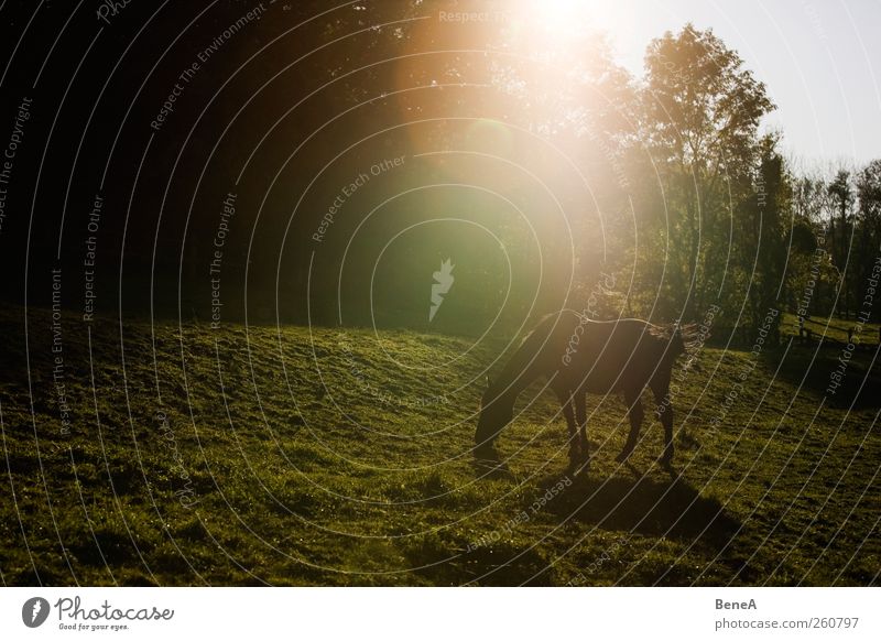 horse Ride Nature Landscape Plant Animal Earth Sunrise Sunset Sunlight Spring Summer Beautiful weather Meadow Farm animal Horse 1 Relaxation To feed Stand