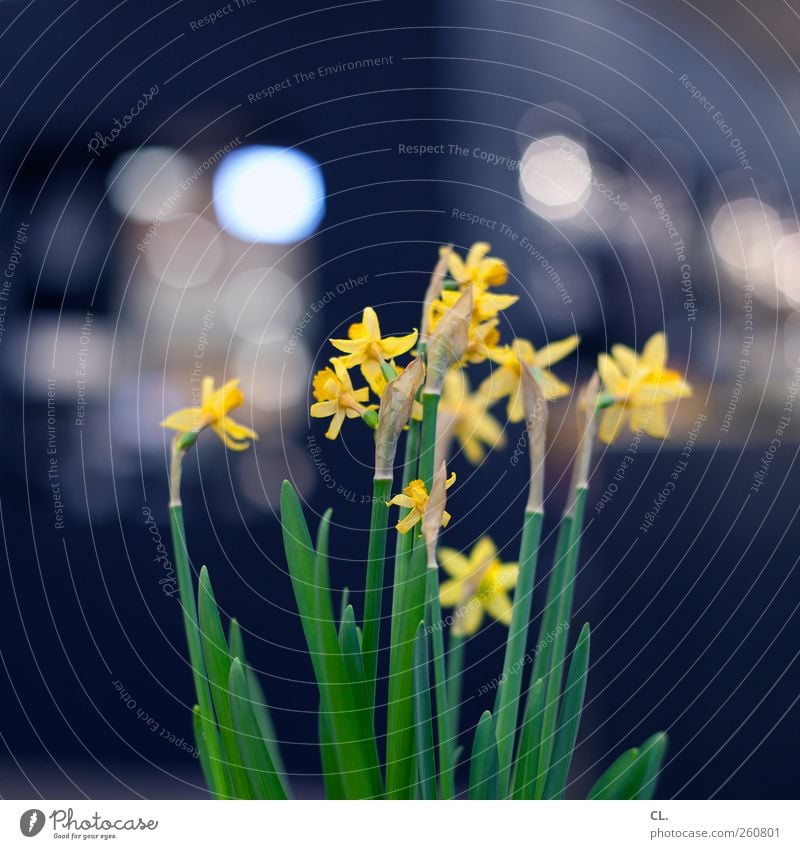 bokeh flowers Flat (apartment) Decoration Spring Flower Leaf Blossom Foliage plant Esthetic Beautiful Natural Yellow Spring fever Anticipation Flower stalk