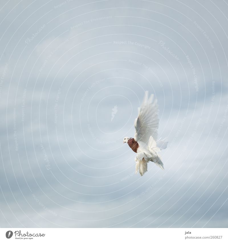 dove Sky Clouds Animal Bird Pigeon Wing 1 Flying Aggression Colour photo Exterior shot Deserted Copy Space left Copy Space right Copy Space top