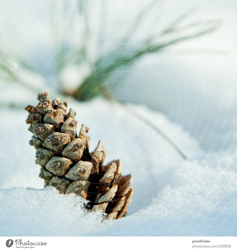 snow cone Environment Nature Plant Winter Ice Frost Snow To fall Freeze Lie Bright Cold Wet Natural White Climate Life Cone Colour photo Exterior shot Deserted