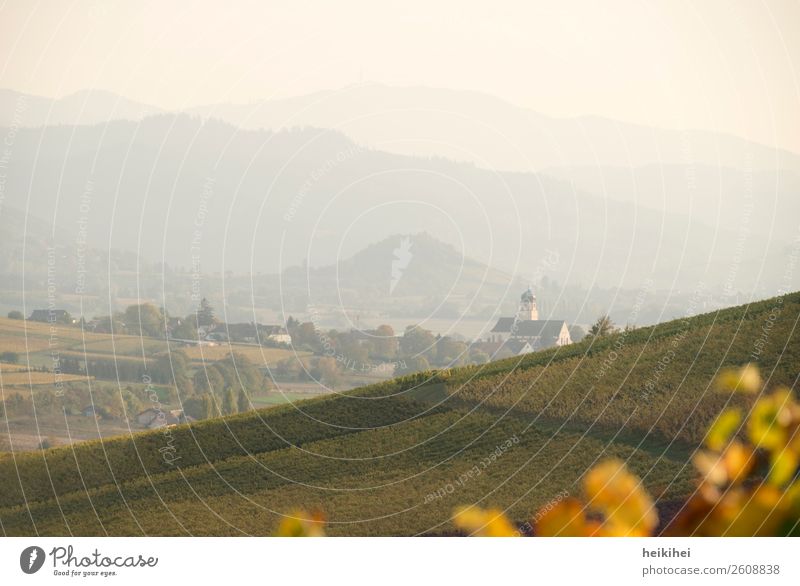 Autumn in Baden Nature Landscape Wine Vine Field Hill Mountain Relaxation Freedom Leisure and hobbies Joy Peace Religion and faith Power