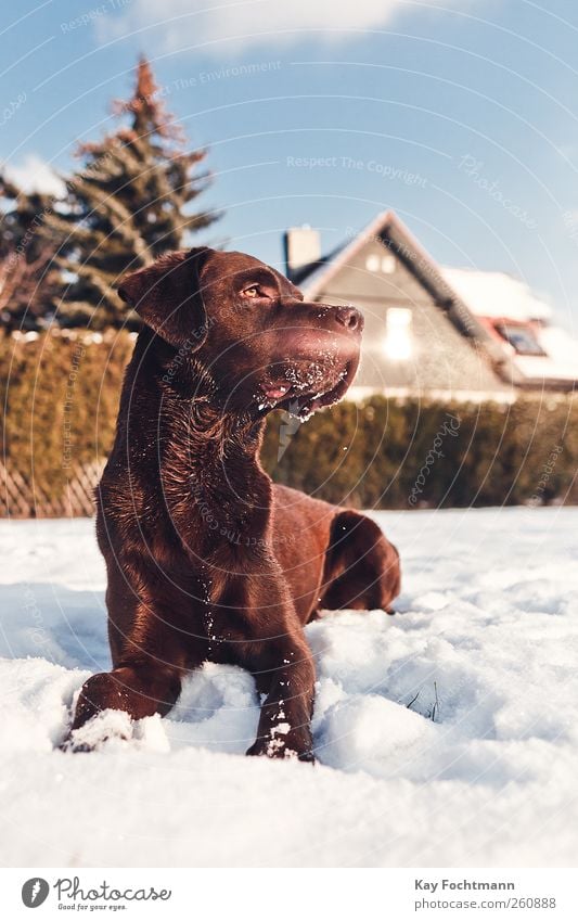 ... Happy Leisure and hobbies Flat (apartment) House (Residential Structure) Garden Beautiful weather Snow Tree Hedge Window Roof Pet Dog Labrador 1 Animal