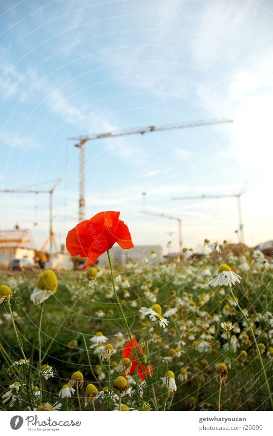 building flowers Flower Poppy Construction site Meadow House (Residential Structure) Green Clouds crane Sky Bright Evening Blue
