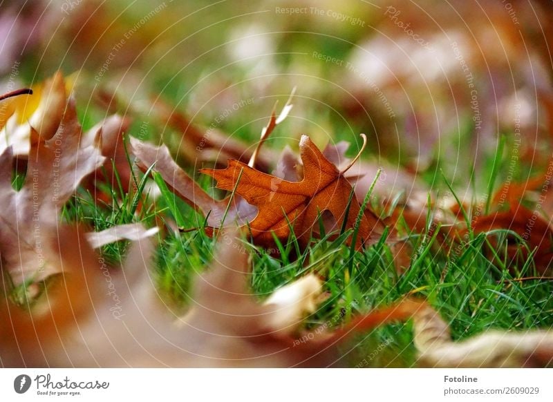 Autumn Environment Nature Plant Beautiful weather Grass Leaf Meadow Bright Near Natural Warmth Brown Green Autumnal Autumn leaves Autumnal colours Colour photo