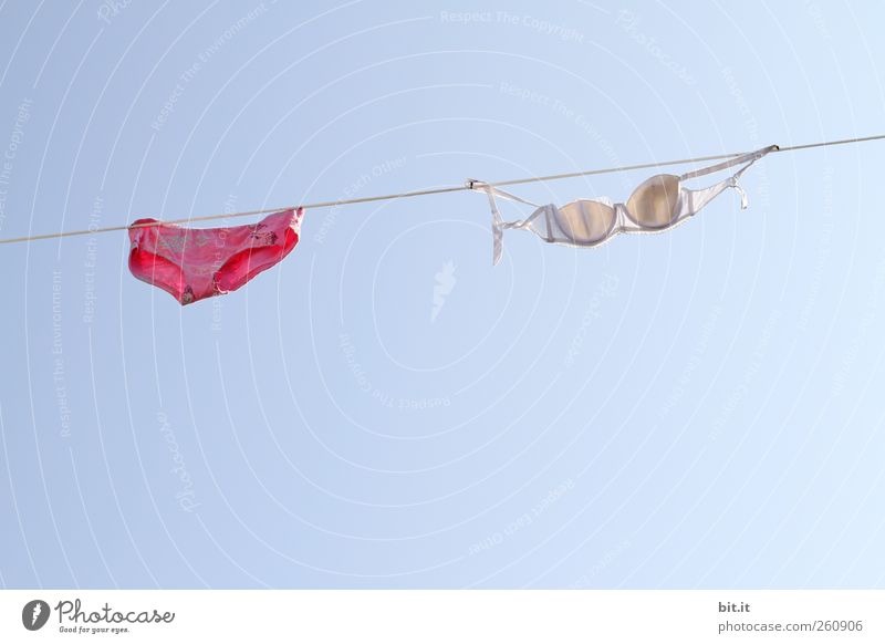 windswept Environment Elements Air Sky Cloudless sky Climate Beautiful weather Clothing Underwear hang Cleaning Fresh Blue Pink Joy Bizarre Uniqueness