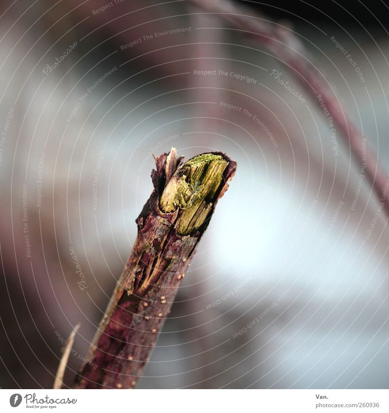 Stock photo Environment Nature Plant Winter Bushes Twig Tree bark Wood Brown Green Broken Colour photo Subdued colour Exterior shot Close-up