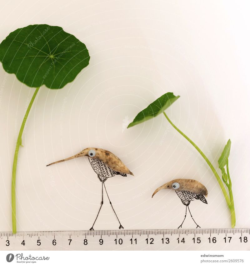 Birds Leisure and hobbies Handicraft Nature Plant Leaf Wild animal 2 Animal Paper Decoration Ruler Going Stand Exotic Friendliness Together Natural Gray Green
