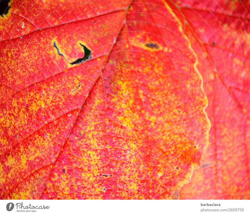 Junk so many fall leaves. Nature Plant Autumn Bushes Leaf Garden Illuminate Yellow Red Colour Climate Environment Change Colour photo Exterior shot Close-up