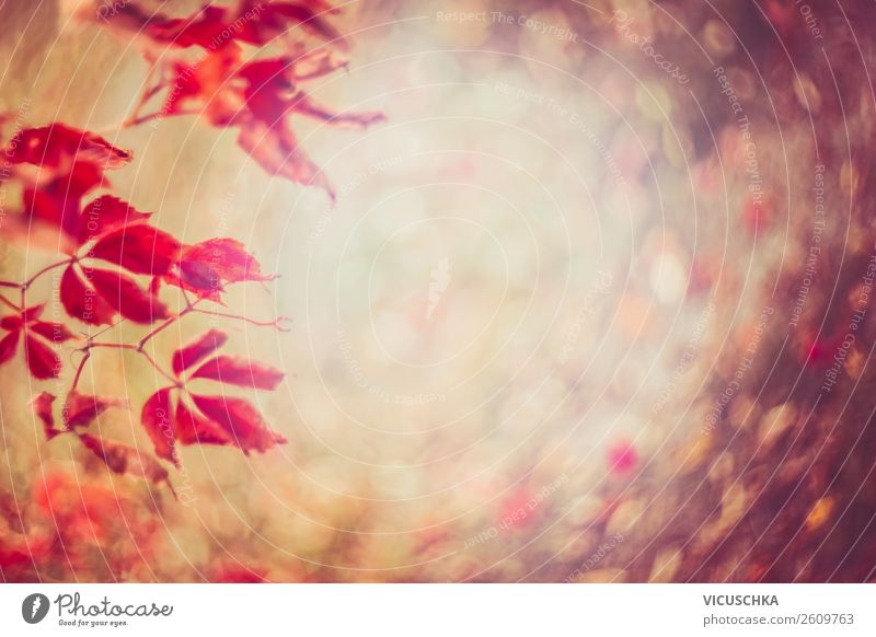 Red Wild Wine Autumn Leaves with Bokeh Lifestyle Design Garden Nature Plant Leaf Park Pink Background picture Autumn leaves Virginia Creeper Blur Colour photo