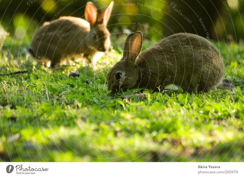 Joint lawn care II Nature Sunlight Spring Summer Beautiful weather Meadow Animal Pet Farm animal Hare & Rabbit & Bunny 2 To feed Free Brown Yellow Green