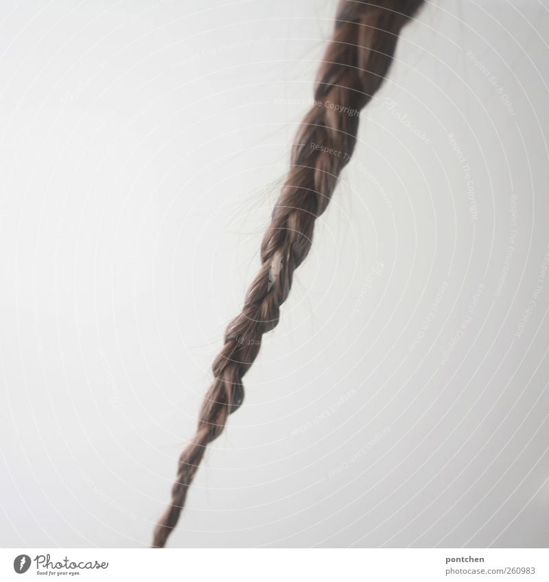 Plaited plait in front of a white background. Hair and hairstyle. Female Hair and hairstyles brunette Long-haired braid Esthetic Wall (building) Rapunzel