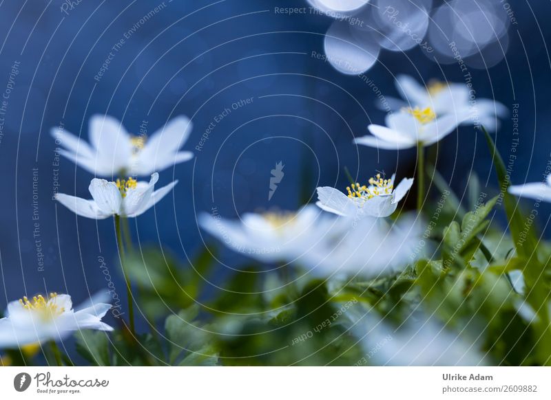 Wood anemone - flowers and nature Wellness Life Harmonious Well-being Contentment Relaxation Calm Meditation Spa Swimming pool Decoration Wallpaper Image