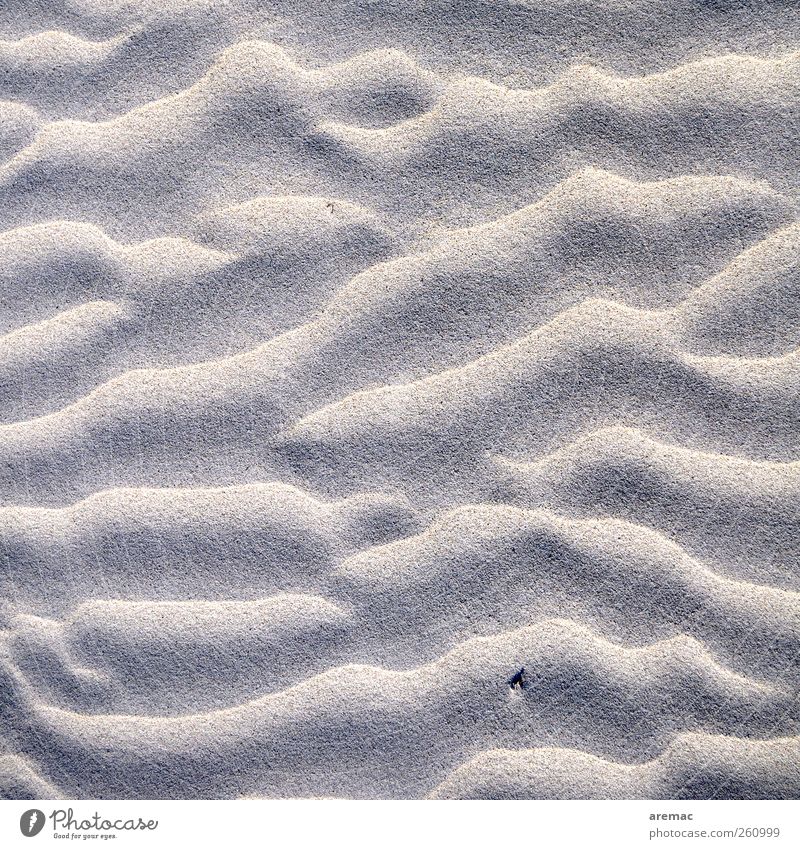 sandy beach Nature Elements Sand Beach Clean Gray Calm Colour photo Exterior shot Close-up Detail Abstract Pattern Structures and shapes Deserted