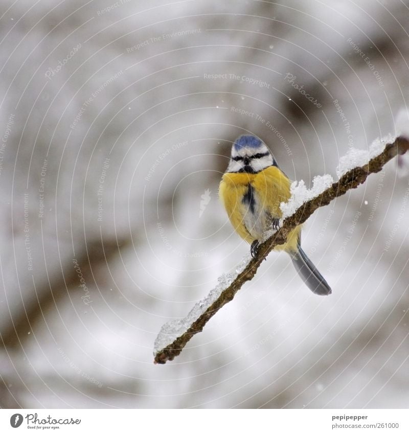 blue(ice)e Nature Winter Ice Frost Snow Snowfall Wild animal Bird Animal face Claw 1 Crouch Sit Cold Blue Yellow Tit mouse Multicoloured Exterior shot Deserted