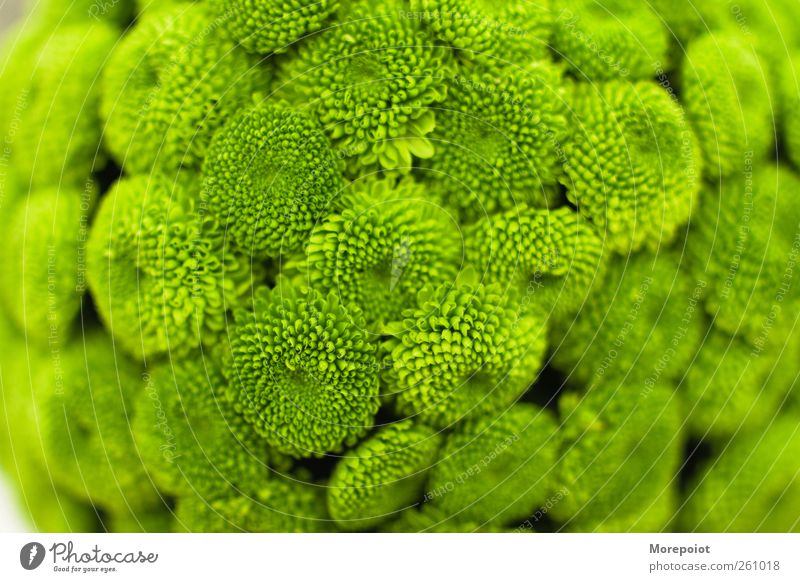 Green Plant Flower Leaf Blossom Foliage plant Fresh Spring fever Multicoloured Studio shot Close-up Pattern Deserted Neutral Background Light