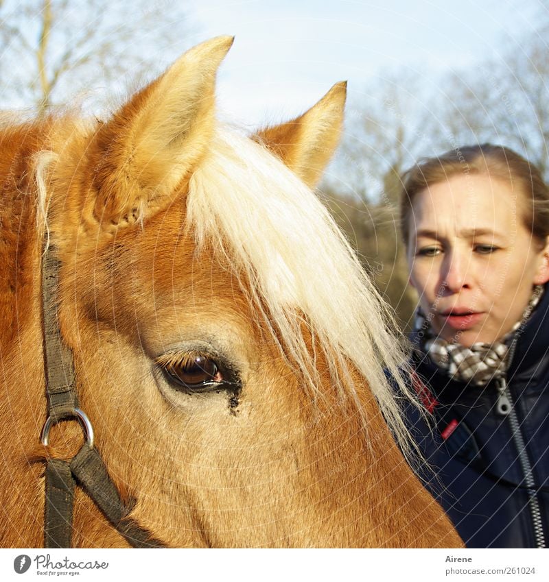 You? [MINI-UT INNTAL 2012] Human being Woman Adults Head Face 30 - 45 years Animal Pet Farm animal Horse Haflinger Touch Communicate Friendliness Positive Brown