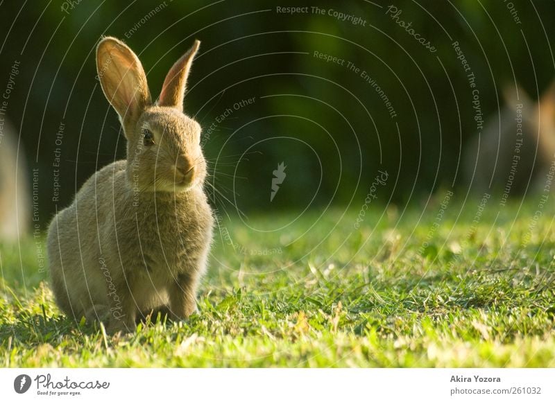 Wait and be silent Nature Bushes Meadow Animal Pet Wild animal Hare & Rabbit & Bunny 1 Observe Looking Sit Brown Green Black Trust Safety Environment