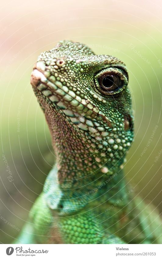 watching you Animal Animal face Scales Zoo 1 Observe Green Green water dragon Hinter Indian water dragon Physignathus cocincinus Saurians Reptile eye Agamidae