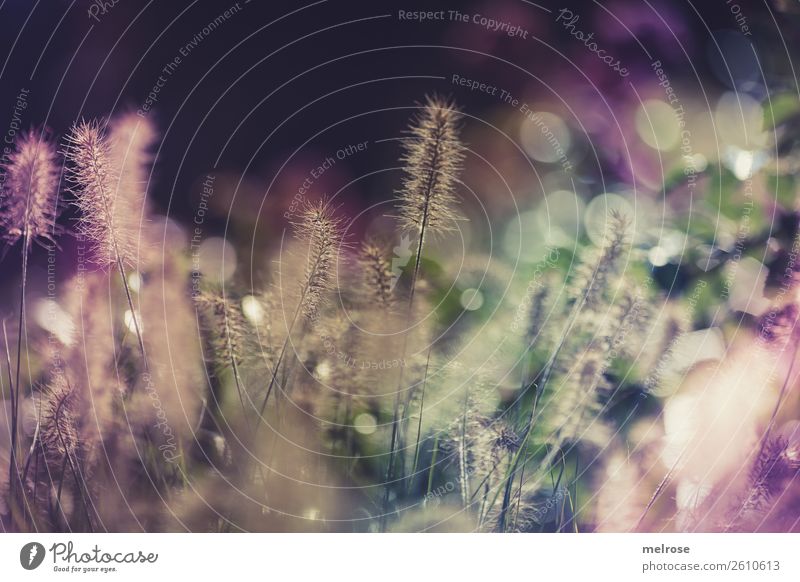 Flowering grasses with bokeh Environment Nature Sunlight Autumn Beautiful weather Plant Grass Bushes Blossom Wild plant Grass blossom Garden Play of colours