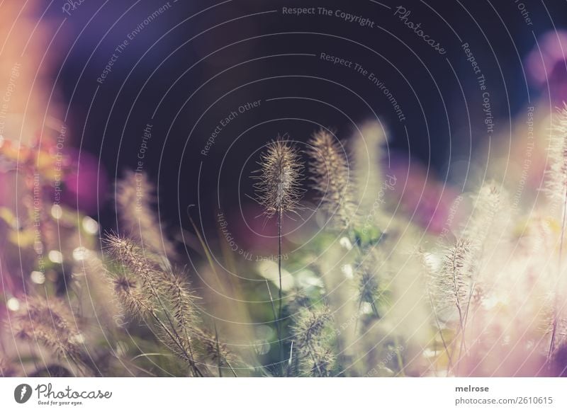 Flowering grasses with bokeh Environment Nature Sunlight Autumn Beautiful weather Plant Grass Bushes Blossom Wild plant Grass blossom Garden Patch of colour