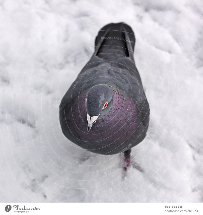 Guru, guru, guru Winter Ice Frost Snow Animal Wild animal Bird Pigeon Animal face Wing Pelt Claw Animal tracks 1 Walking Gray Violet White Exterior shot