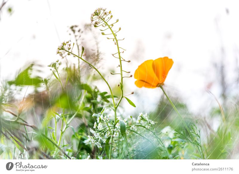 Poppy on Wednesday and field healer herb with it Nature Plant Summer Flower Grass Leaf Blossom field clarion weed Poppy blossom Garden Meadow Blossoming