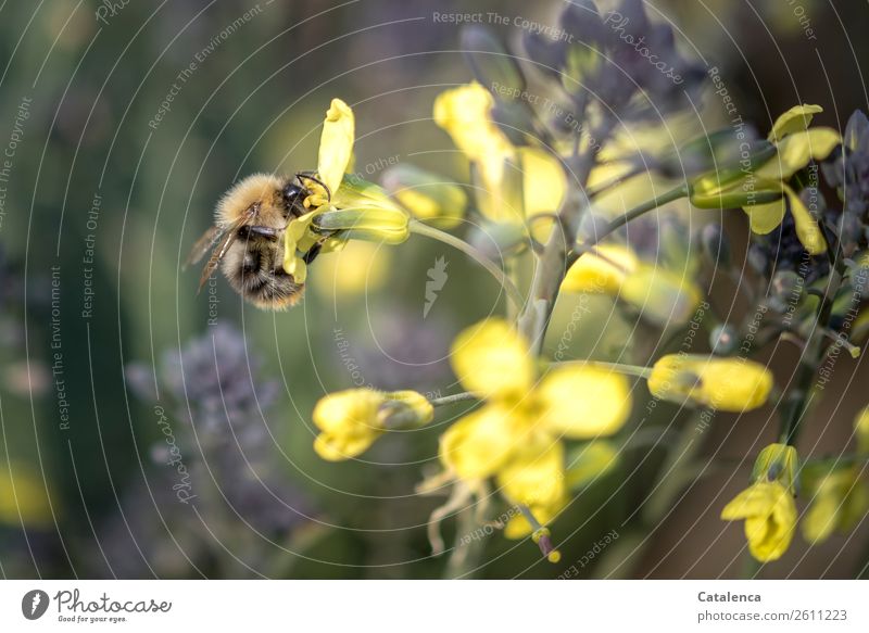The bumblebee collects the pollen of a cabbage flower Nature Plant Animal Autumn Leaf Blossom Agricultural crop Broccoli Vegetable garden Wild animal Insect