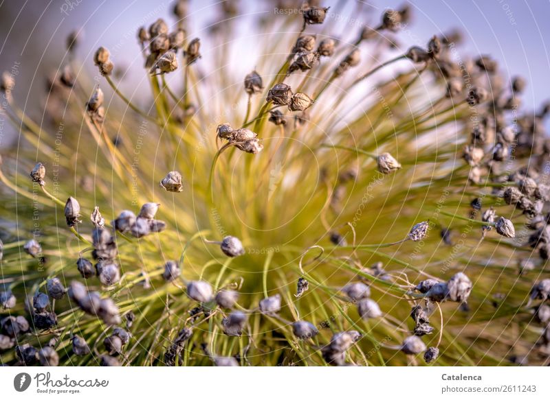 Leek blossom in the evening Nature Plant Sky Autumn Blossom Leek stalk Leek vegetable Garden Vegetable garden Faded To dry up naturally Brown Gray Green Violet