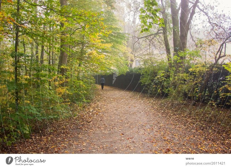 Lonely hiker on a foliage covered hiking trail in autumn Nature Walking Hiking Contentment branches copy space dirt road fog folio forest landscape lonely