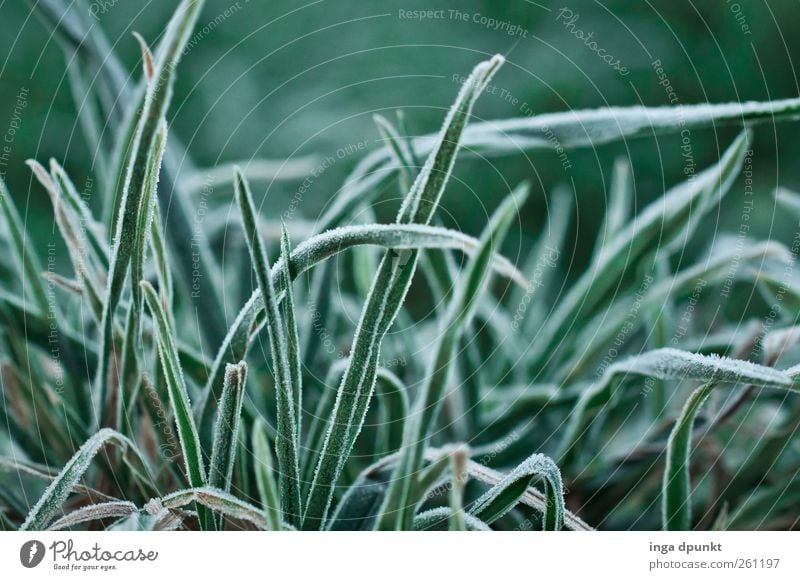 View into the grass Environment Nature Plant Winter Climate Weather Ice Frost Grass Leaf Foliage plant Wild plant Garden Meadow Hoar frost Frozen Cold Green